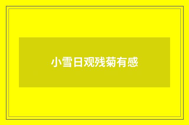 小雪日观残菊有感