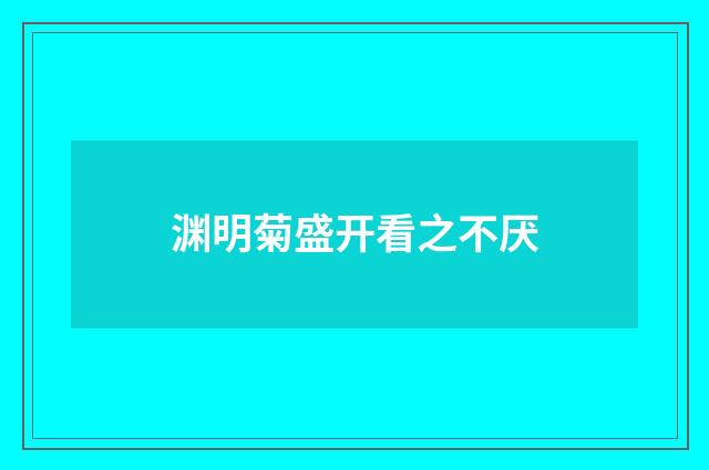 渊明菊盛开看之不厌