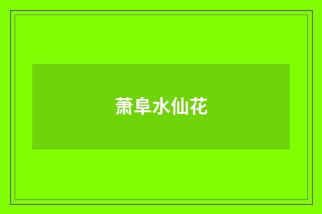 萧阜水仙花