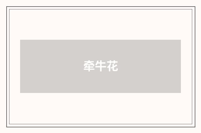 牵牛花