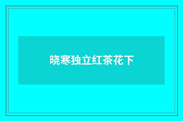 晓寒独立红茶花下