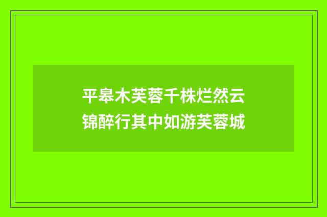 平皋木芙蓉千株烂然云锦醉行其中如游芙蓉城