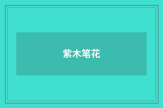 紫木笔花