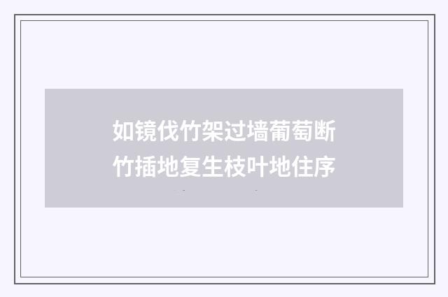 如镜伐竹架过墙葡萄断竹插地复生枝叶地住序
