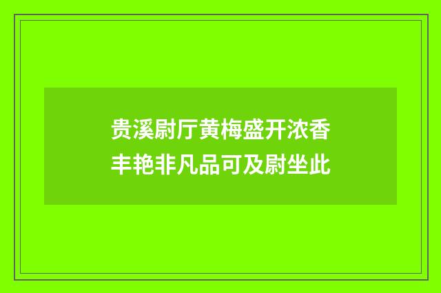 贵溪尉厅黄梅盛开浓香丰艳非凡品可及尉坐此