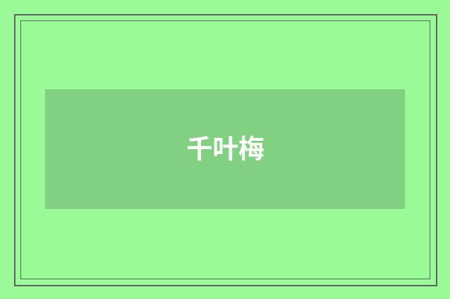 千叶梅