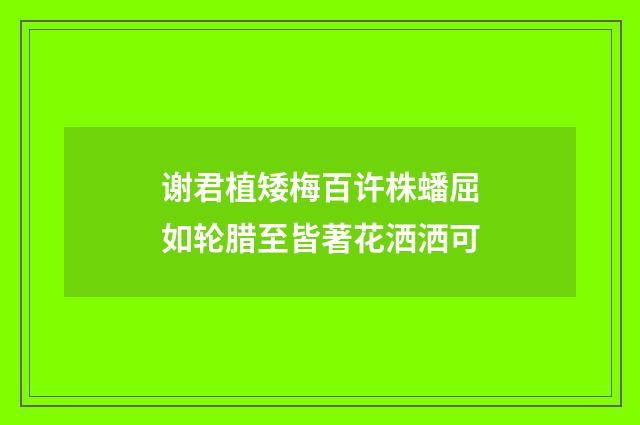 谢君植矮梅百许株蟠屈如轮腊至皆著花洒洒可