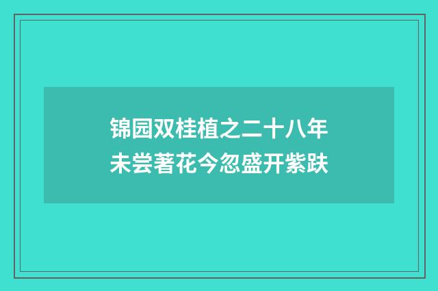 锦园双桂植之二十八年未尝著花今忽盛开紫趺