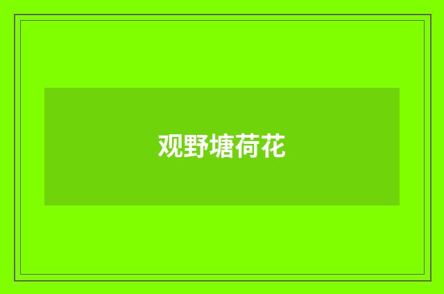 观野塘荷花
