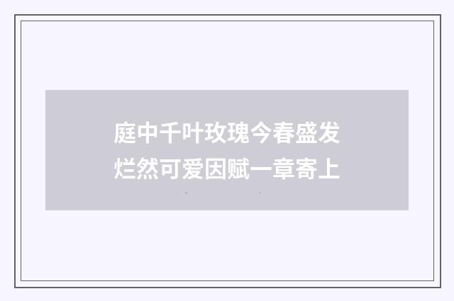 庭中千叶玫瑰今春盛发烂然可爱因赋一章寄上