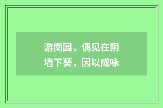 游南园，偶见在阴墙下葵，因以成咏