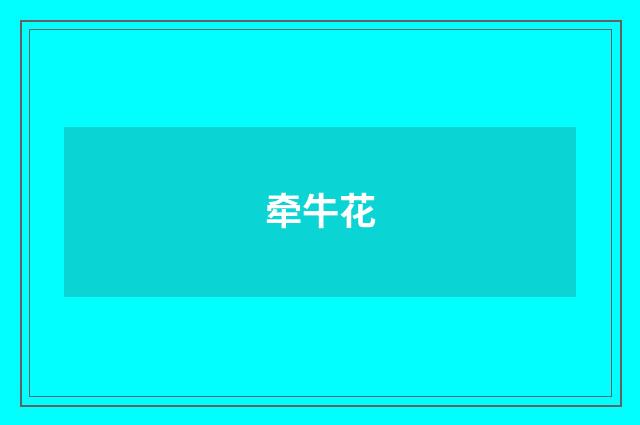 牵牛花