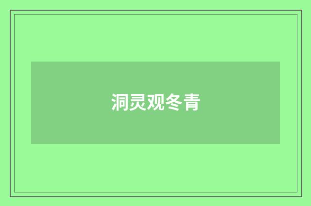 洞灵观冬青