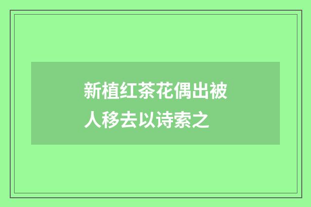 新植红茶花偶出被人移去以诗索之