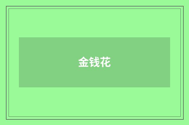 金钱花