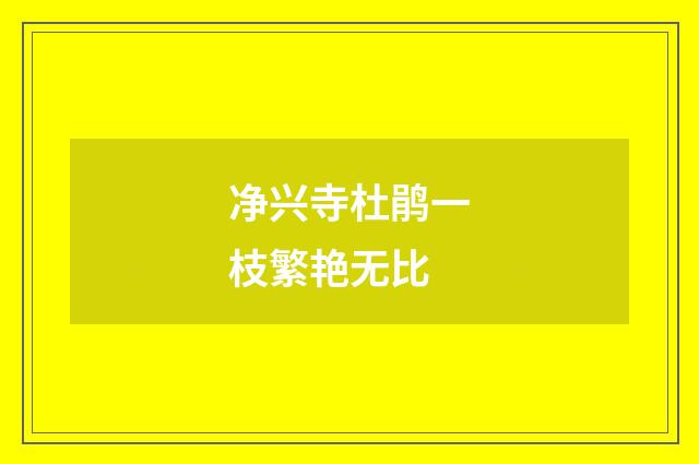 净兴寺杜鹃一枝繁艳无比