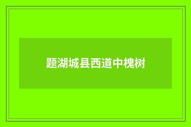 题湖城县西道中槐树