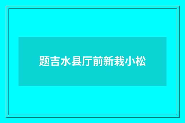 题吉水县厅前新栽小松