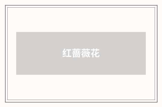 红蔷薇花