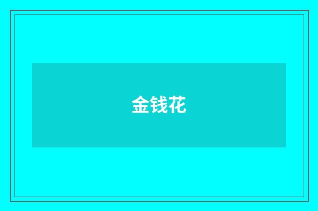 金钱花