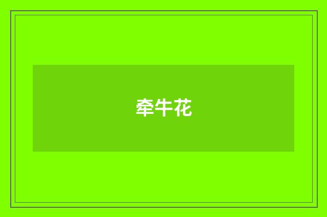 牵牛花