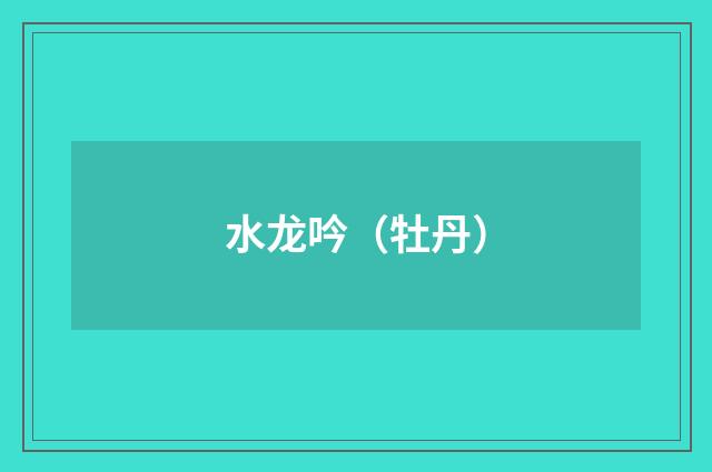 水龙吟（牡丹）
