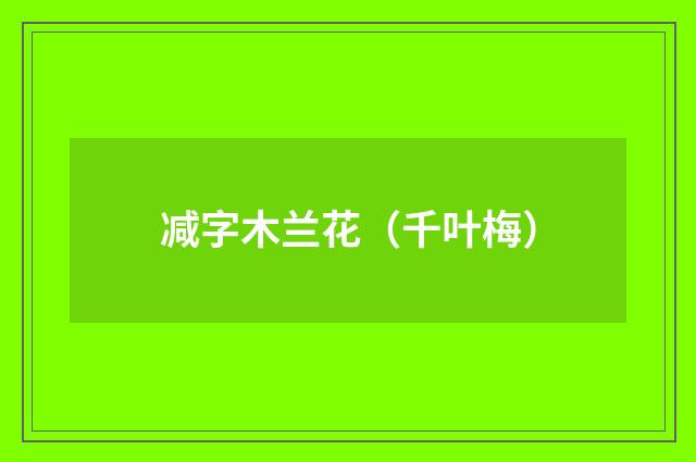 减字木兰花（千叶梅）