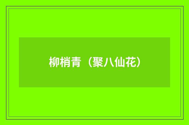 柳梢青（聚八仙花）