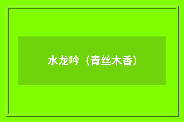 水龙吟（青丝木香）