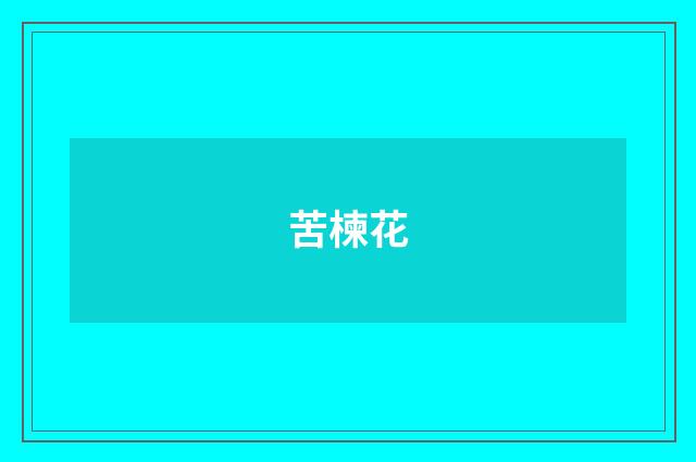 苦楝花