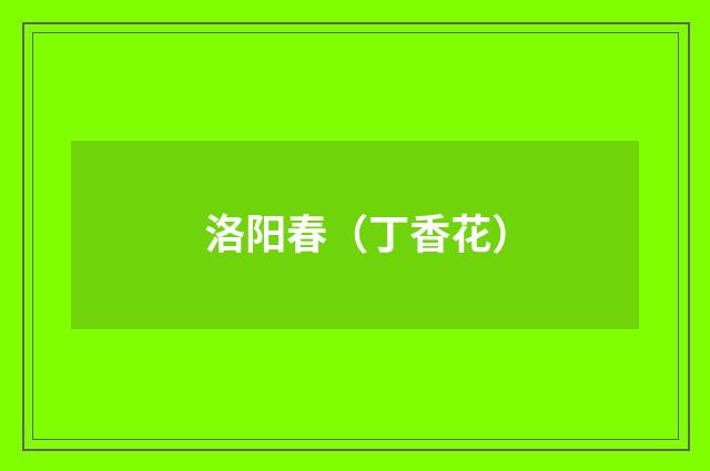洛阳春（丁香花）