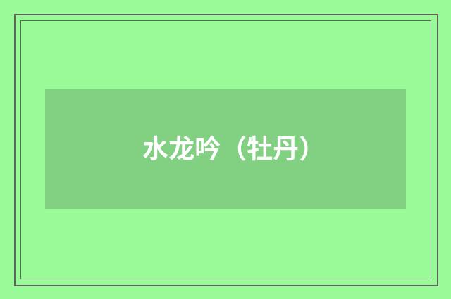 水龙吟（牡丹）