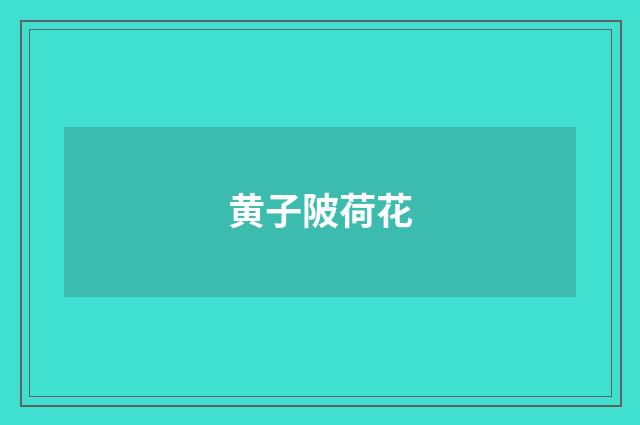 黄子陂荷花