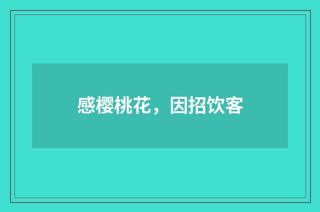 感樱桃花，因招饮客