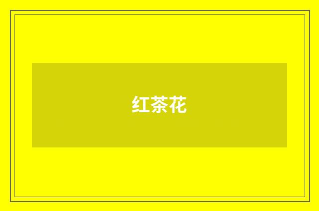 红茶花