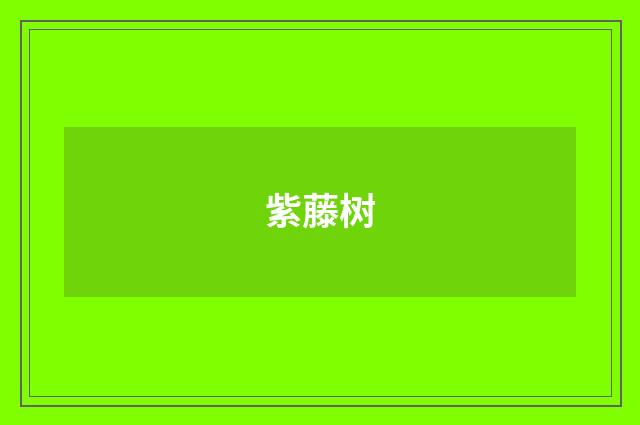 紫藤树