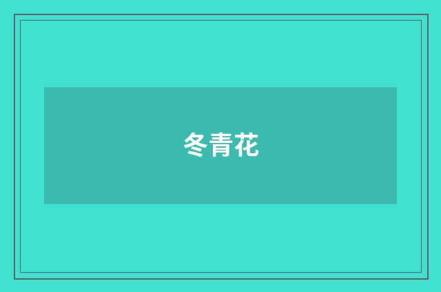 冬青花