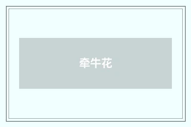 牵牛花