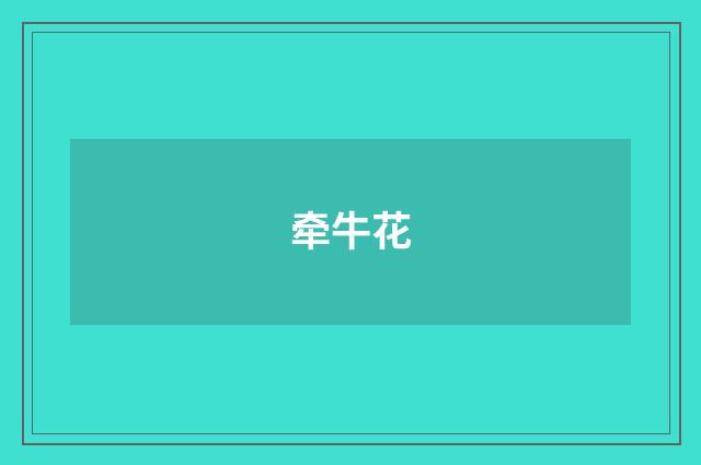 牵牛花
