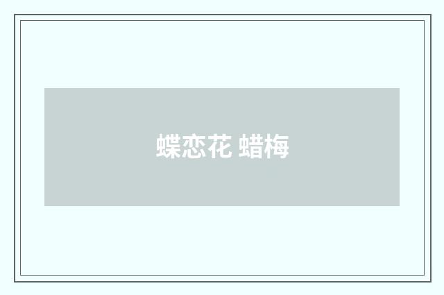 蝶恋花 蜡梅