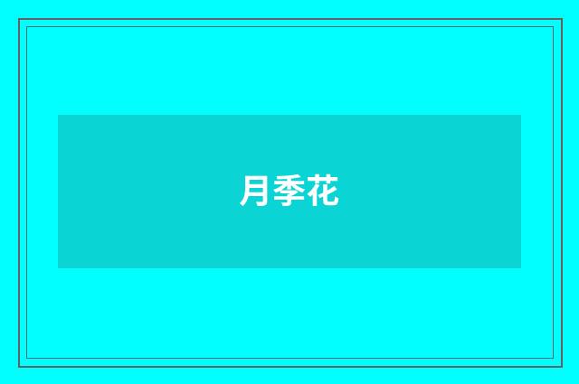 月季花