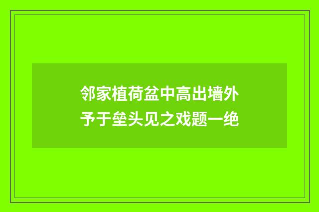 邻家植荷盆中高出墙外予于垒头见之戏题一绝