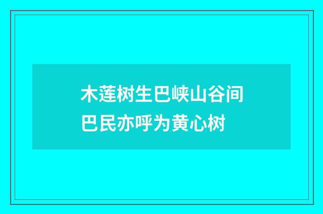 木莲树生巴峡山谷间巴民亦呼为黄心树