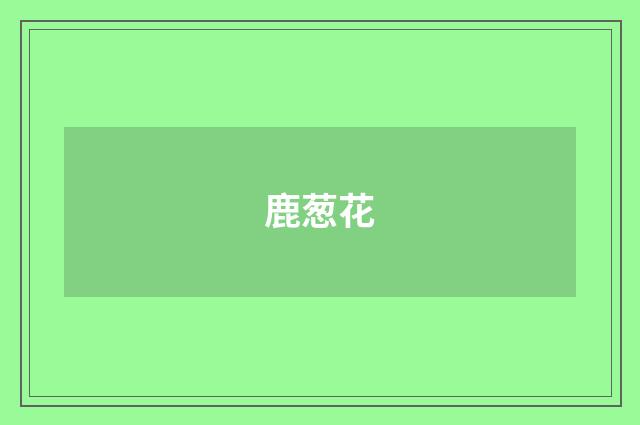 鹿葱花