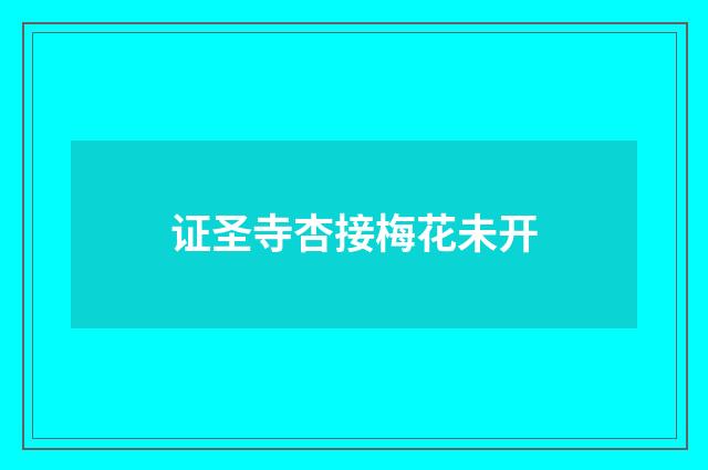 证圣寺杏接梅花未开