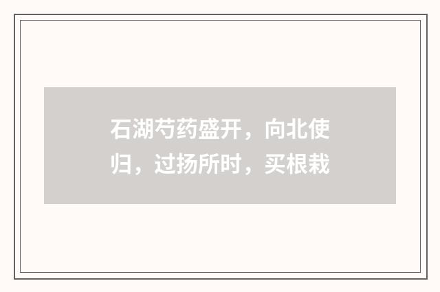 石湖芍药盛开，向北使归，过扬所时，买根栽