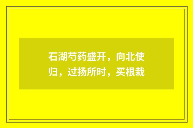 石湖芍药盛开，向北使归，过扬所时，买根栽