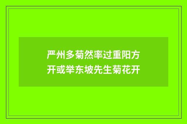 严州多菊然率过重阳方开或举东坡先生菊花开