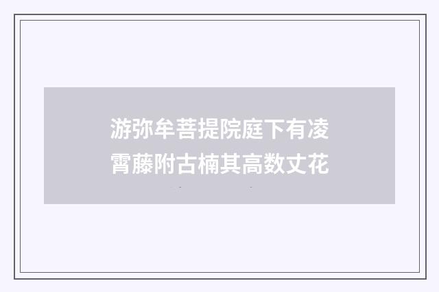 游弥牟菩提院庭下有凌霄藤附古楠其高数丈花