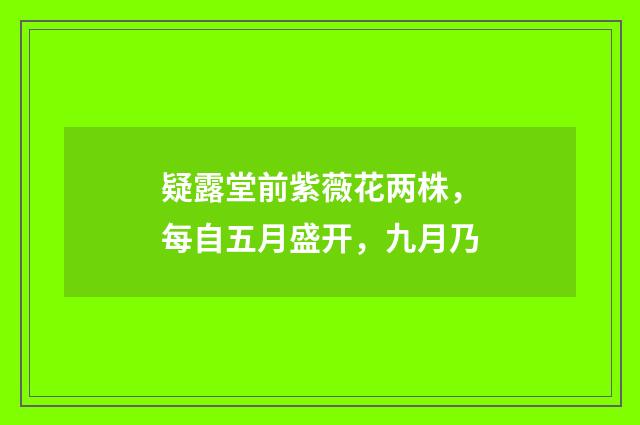 疑露堂前紫薇花两株，每自五月盛开，九月乃
